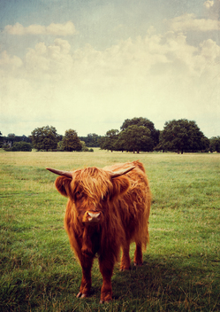 Highland cow in English summer landscape