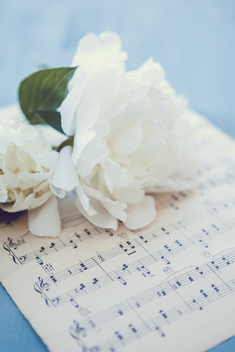 White peonies on a music sheet